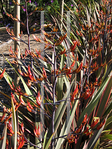 Picture of Phormium tenax 'Pink Stripe'