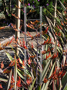 Picture of Phormium tenax 'Pink Stripe'