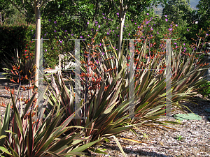 Picture of Phormium tenax 'Pink Stripe'