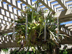 Picture of Platycerium bifurcatum 