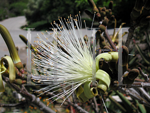 Picture of Pseudobombax ellipticum 