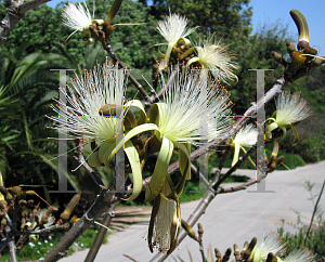 Picture of Pseudobombax ellipticum 