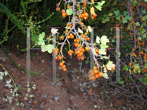 Picture of Ribes aureum 