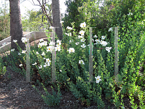 Picture of Romneya coulteri 