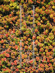 Picture of Sedum rubrotinctum 