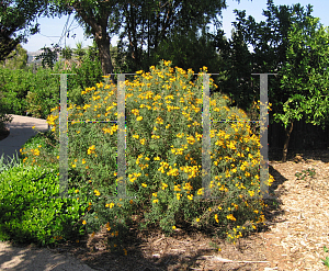 Picture of Tagetes lemmonii 