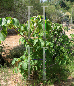 Picture of Pseudobombax ellipticum 