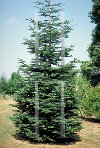 Picture of Abies lasiocarpa 