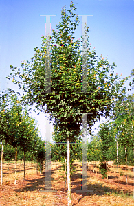 Picture of Acer saccharum ssp. leucoderme '~Species'