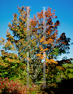 Picture of Acer pensylvanicum 