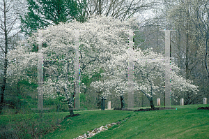Picture of Amelanchier canadensis 