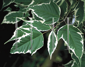 Picture of Acer negundo 'Flamingo'