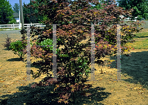 Picture of Acer palmatum 'Oshio beni'