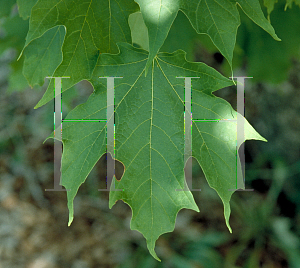 Picture of Acer saccharum 'Newton Sentry'