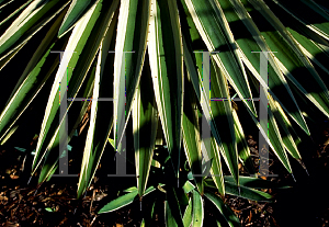 Picture of Agave angustifolia 'Marginata'