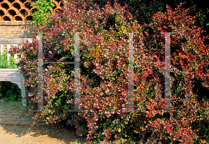 Picture of Berberis thunbergii 'Atropurpurea'