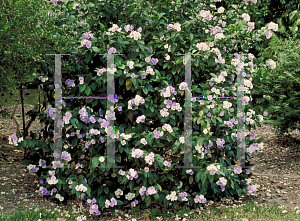 Picture of Brunfelsia grandiflora 