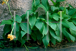 Picture of Canna flaccida 