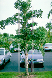 Picture of Caryota spp. 