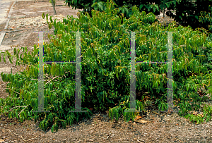 Picture of Combretum fruticosum 