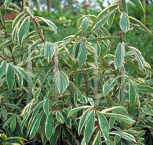 Picture of Costus speciosus 'Variegatus'