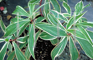 Picture of Costus speciosus 'Variegatus'