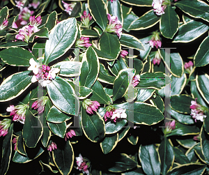 Picture of Daphne odora 'Aureo Marginata'