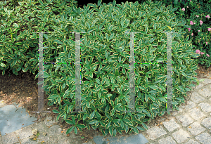 Picture of Daphne odora 'Aureo Marginata'