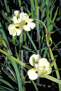 Picture of Dietes bicolor 