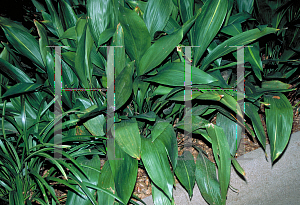 Picture of Aspidistra elatior 