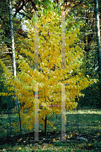 Picture of Betula alleghaniensis 