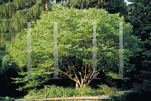 Picture of Carpinus caroliniana 