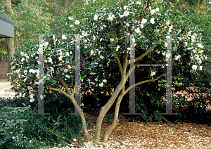 Picture of Camellia sasanqua 