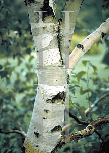 Picture of Betula platyphylla var. japonica 