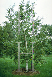 Picture of Betula platyphylla var. japonica 