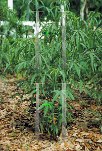 Picture of Hibiscus coccineus 