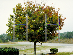 Picture of Liquidambar formosana 