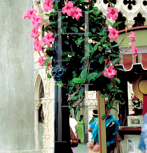 Picture of Mandevilla splendens 