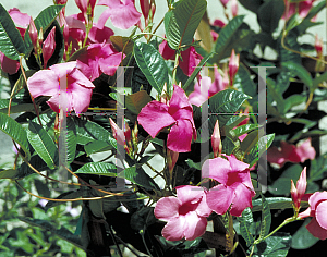 Picture of Mandevilla splendens 