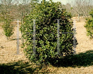 Picture of Osmanthus heterophyllus 