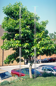 Picture of Oxydendrum arboreum 