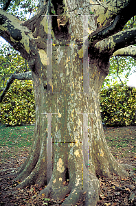 Picture of Platanus x acerifolia 