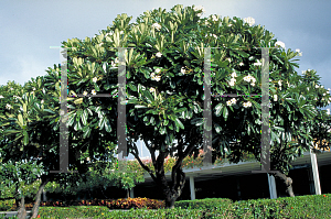 Picture of Plumeria alba 