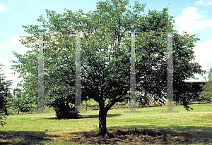 Picture of Prunus sargentii 