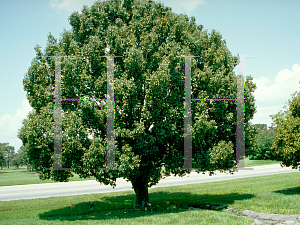 Picture of Quercus glauca 