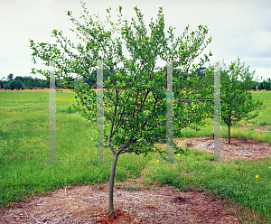 Picture of Styrax americanus 