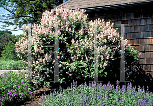 Picture of Syringa villosa 