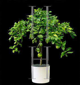 Picture of Citrus reticulata 