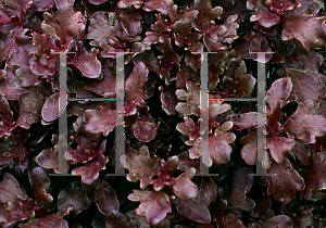 Picture of Solenostemon scutellarioides 'Mars'