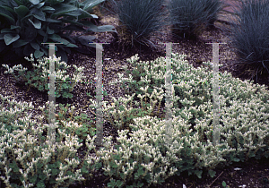 Picture of Sedum ternatum 'Shale Barrnes'